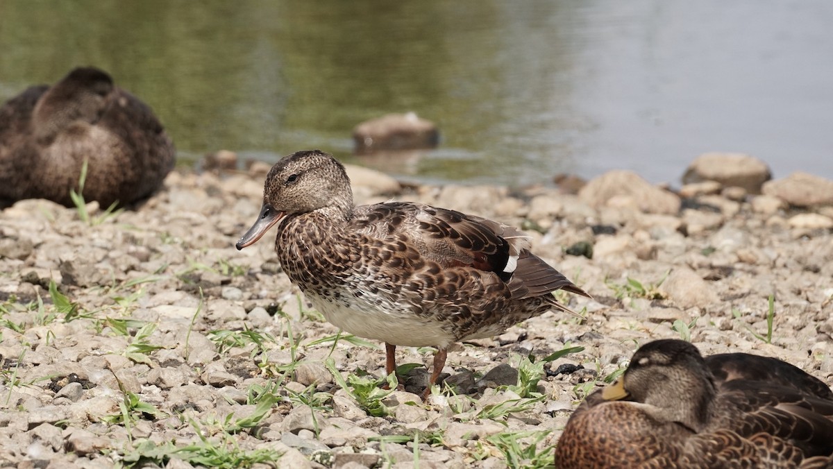 Gadwall - ML639517093