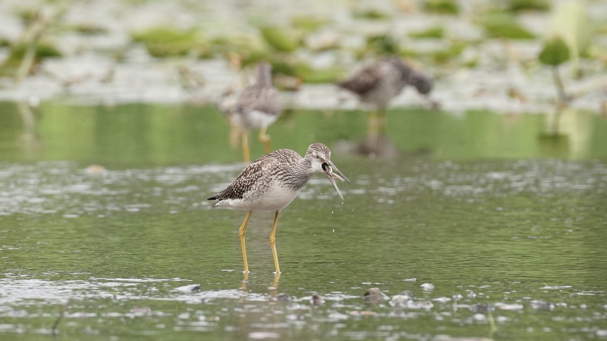 Greater Yellowlegs - ML639517115