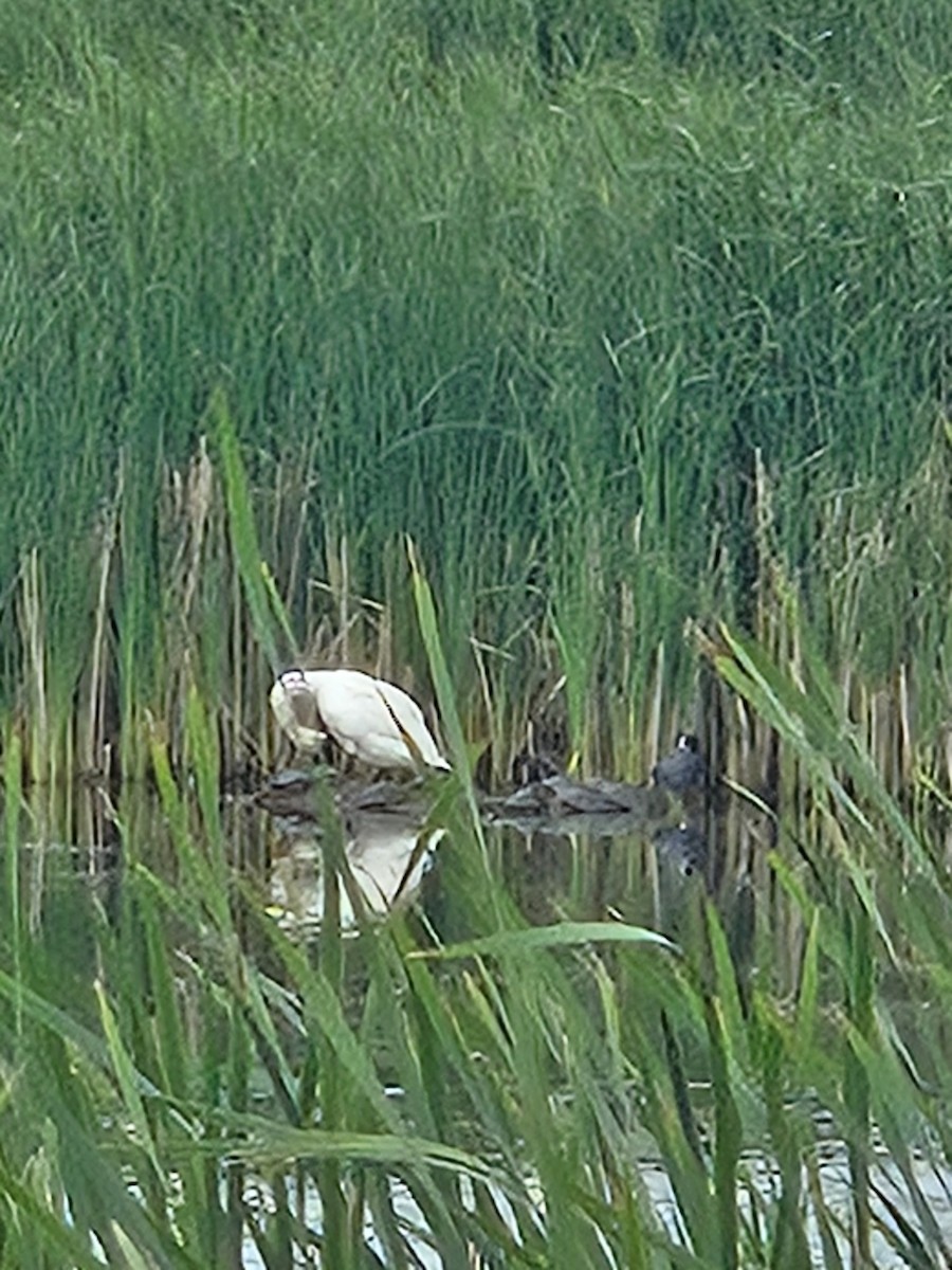 Cigno minore - ML639517133