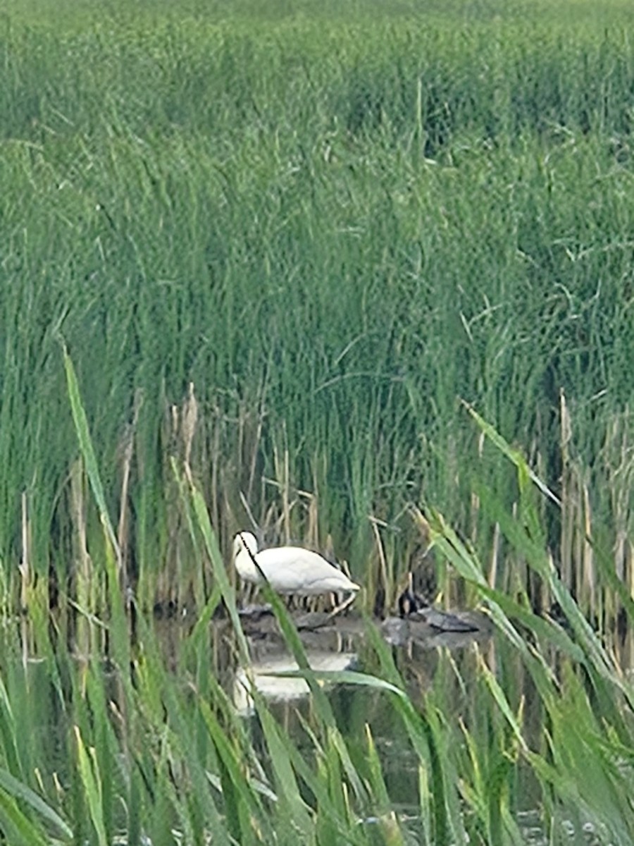 Cigno minore - ML639517136