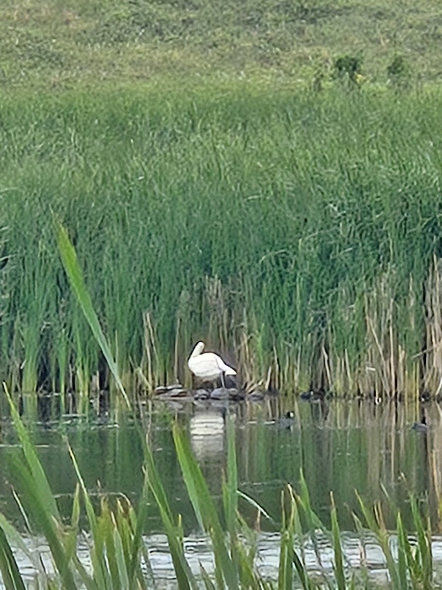 Cigno minore - ML639517137