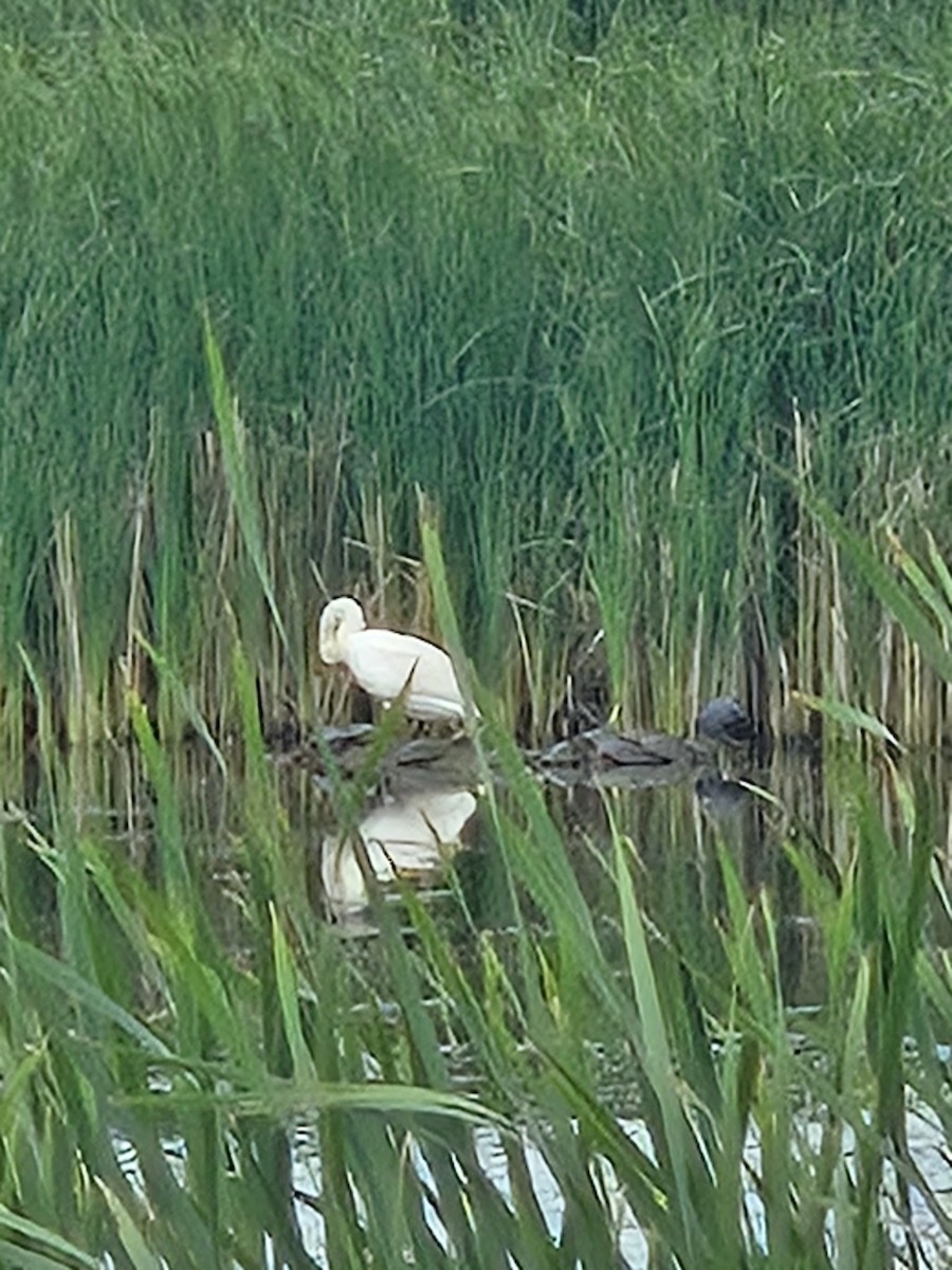 Cigno minore - ML639517138