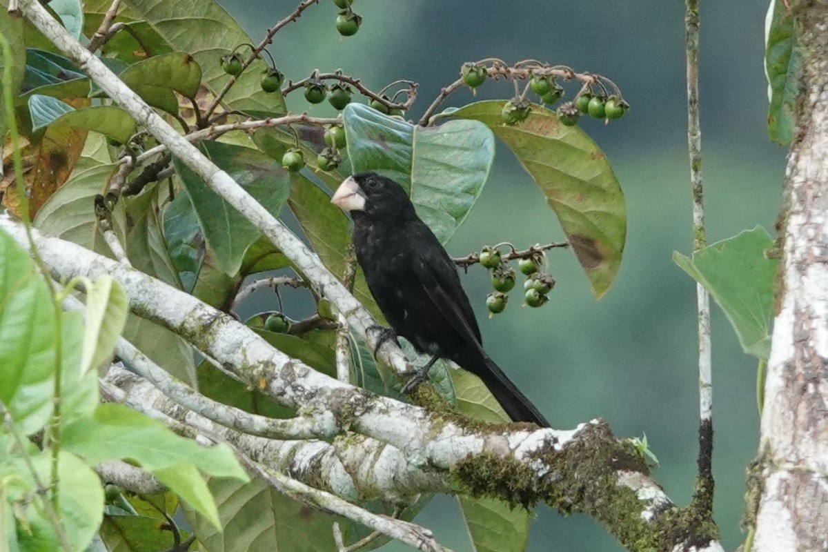 Nicaraguan Seed-Finch - ML639517159