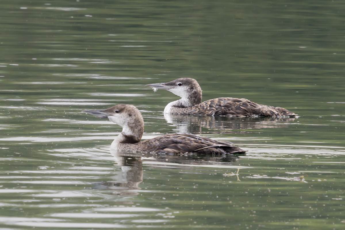 Common Loon - ML639517172