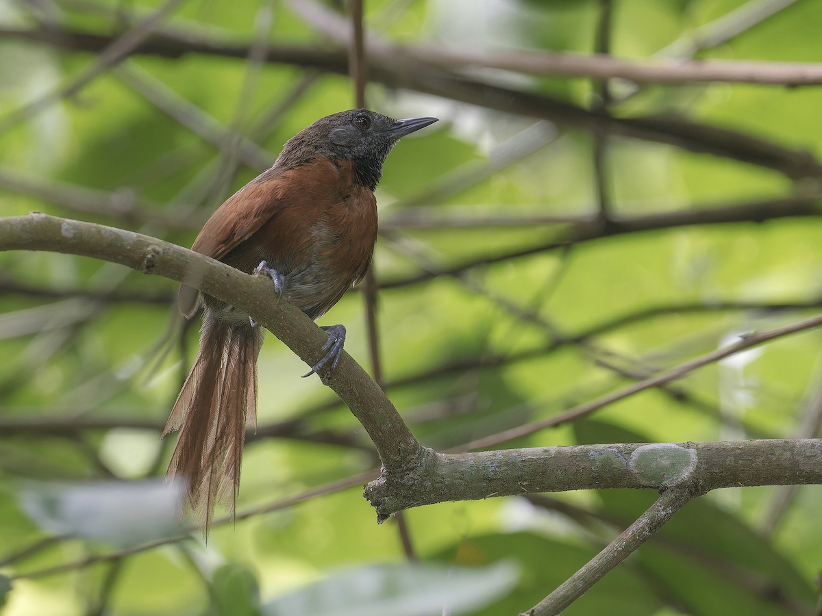 Rufous-breasted Spinetail - ML639517200