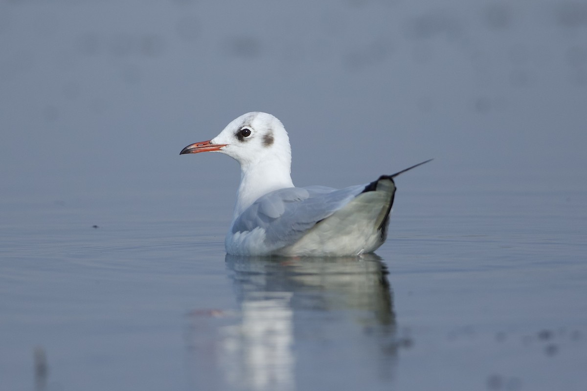 Brown-headed Gull - ML639517207