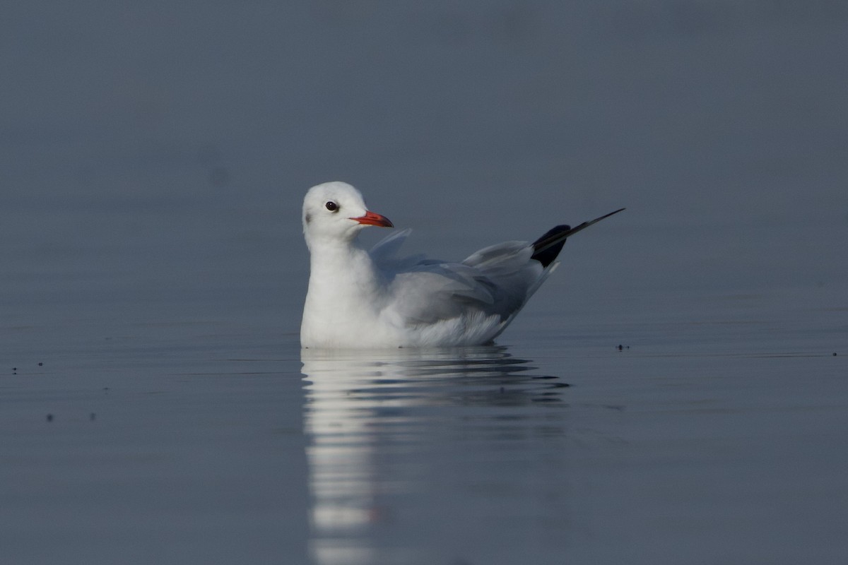 Brown-headed Gull - ML639517316