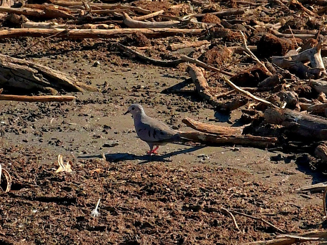 Common Ground Dove - ML639517362