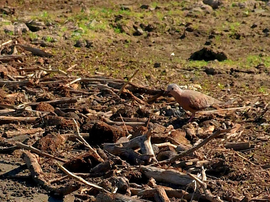 Ruddy Ground Dove - ML639517372