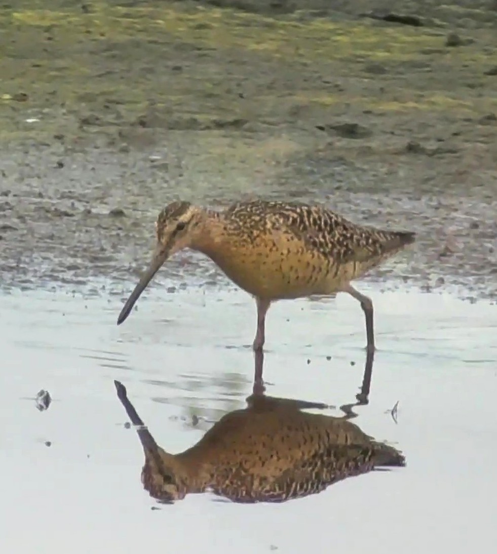 Short-billed Dowitcher - ML639517418