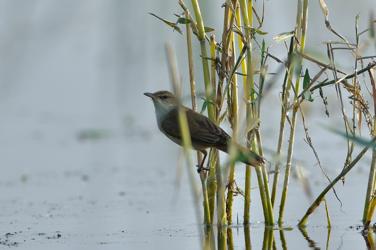 Clamorous Reed Warbler - Subhankar Saha