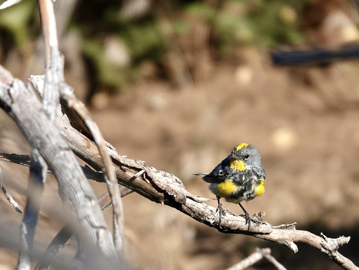 Yellow-rumped Warbler (Audubon's) - ML639517606