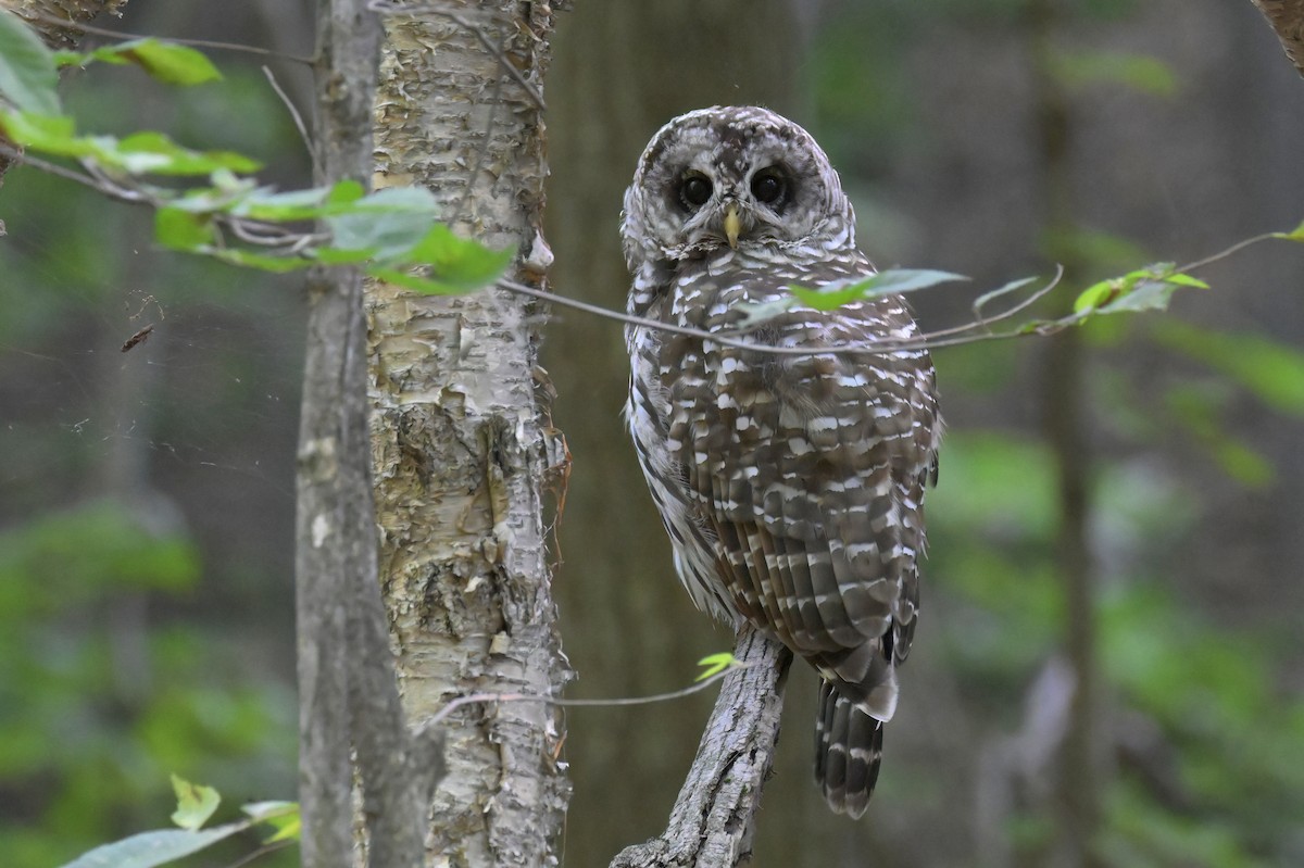 Barred Owl - ML639517736