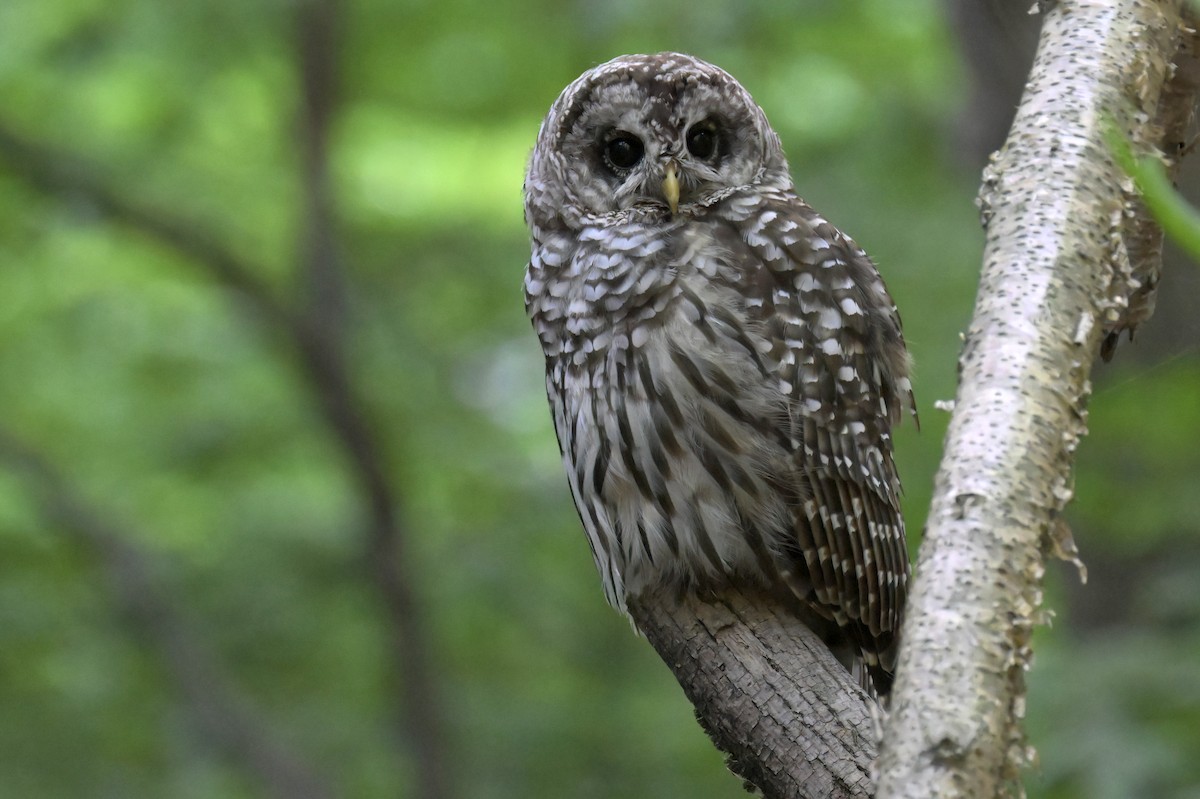 Barred Owl - ML639517737