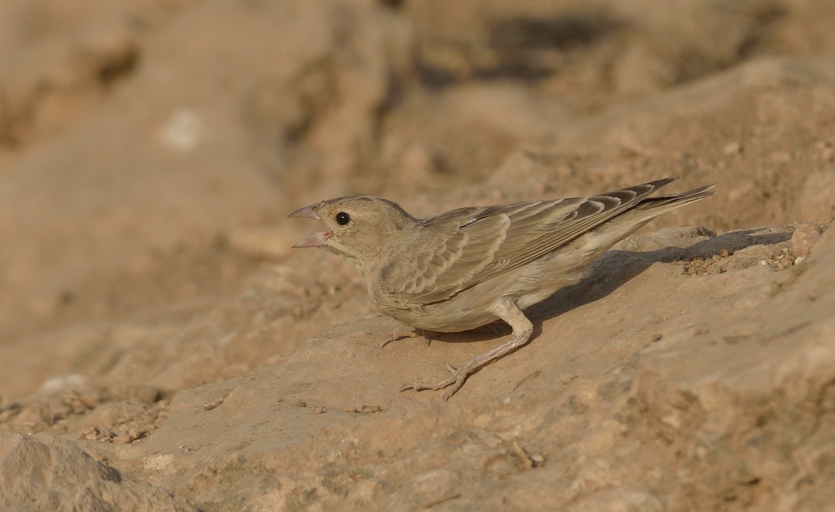 Pale Rockfinch - ML639517775