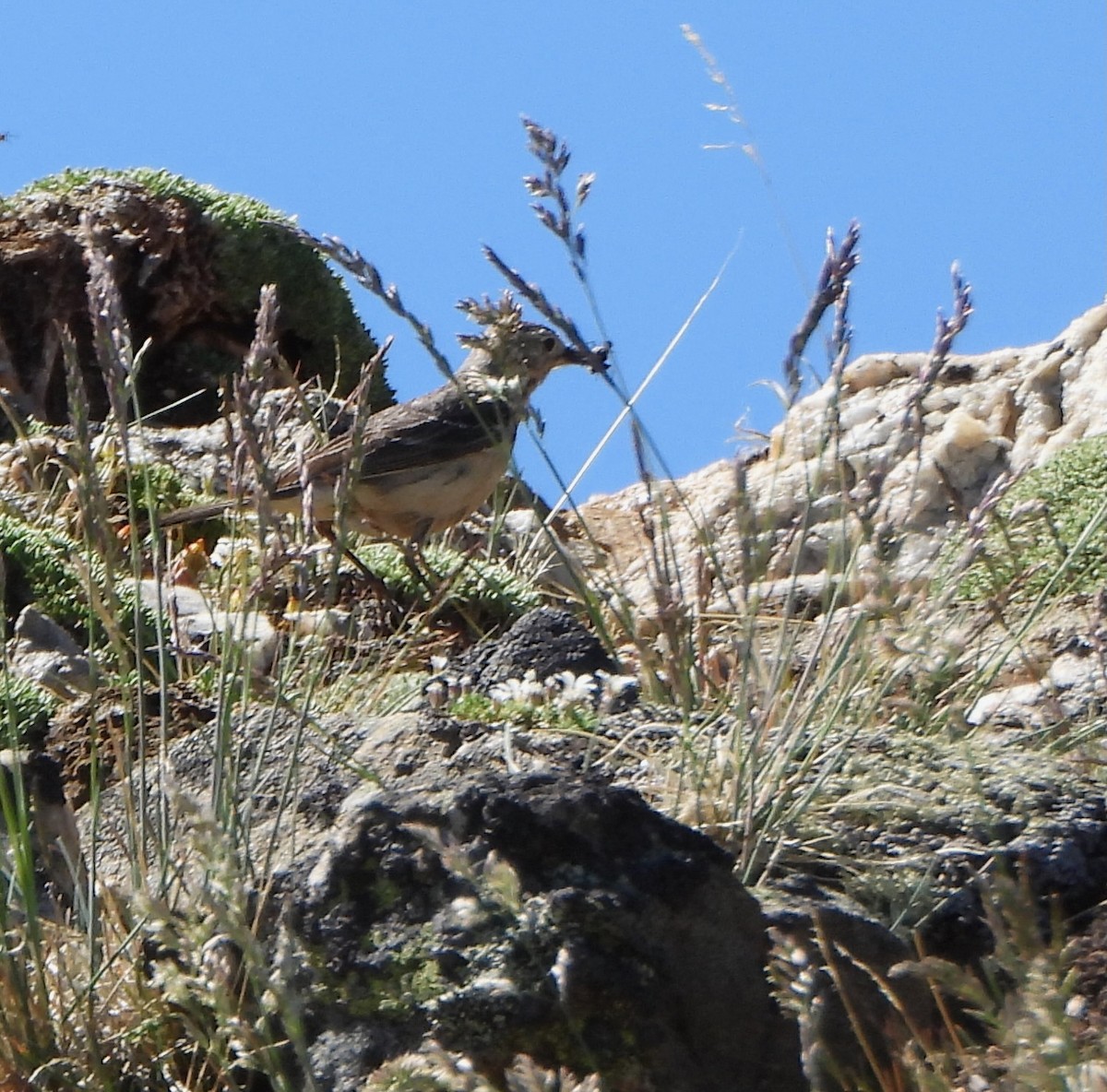American Pipit - ML639517901