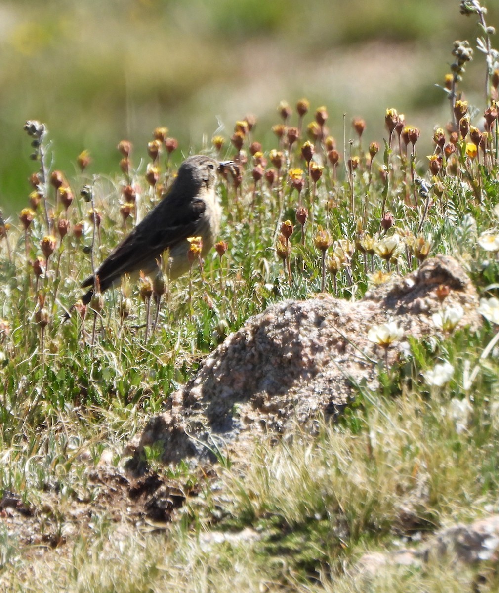 American Pipit - ML639517902