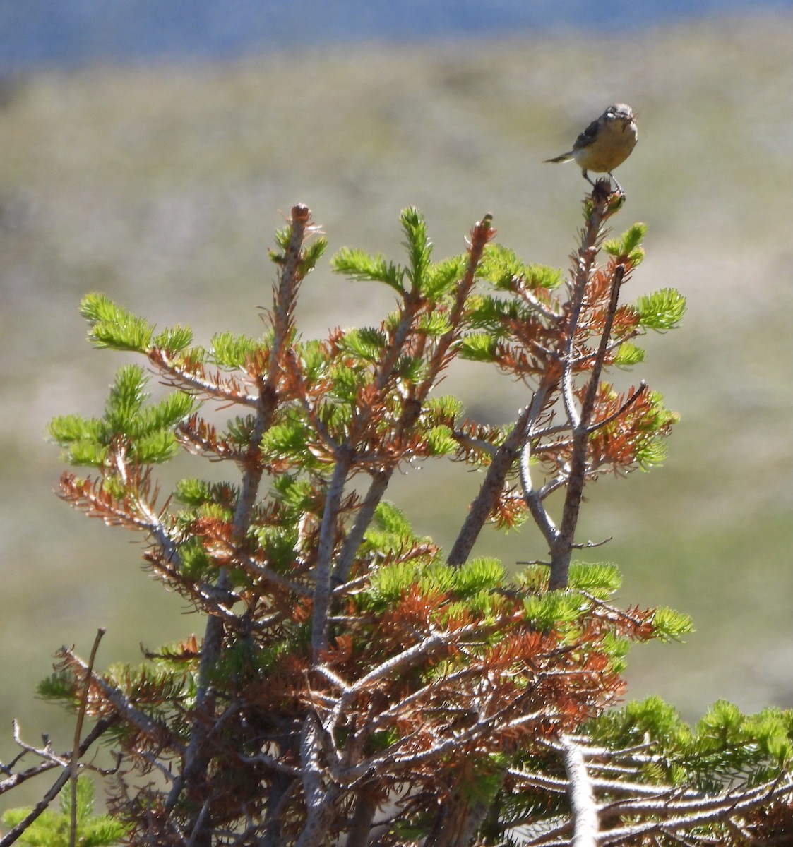 American Pipit - ML639517903