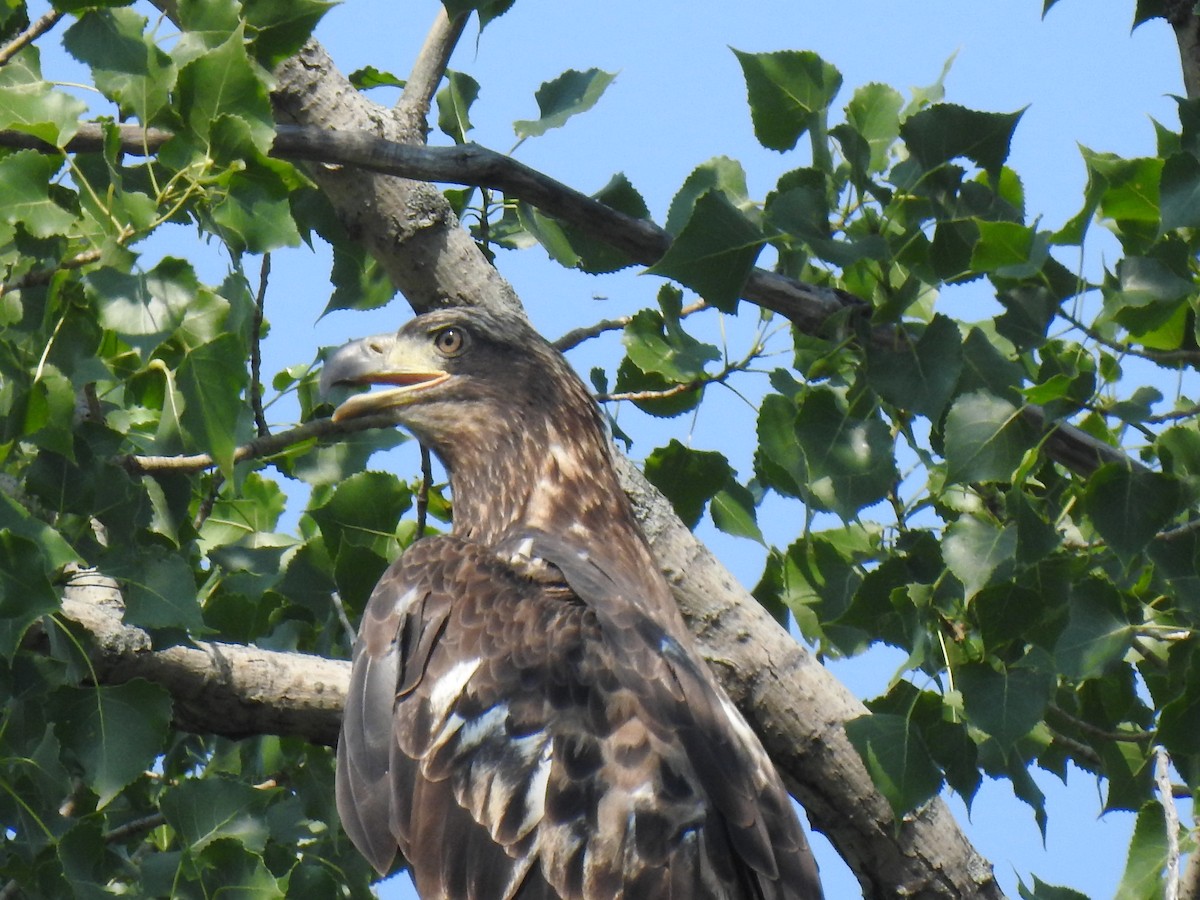 Bald Eagle - ML639517904