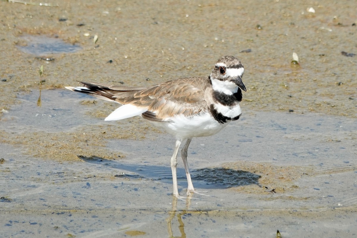 Killdeer - ML639517912