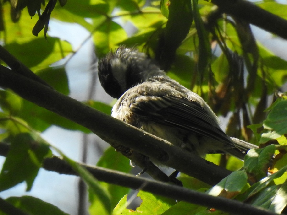 Black-capped Chickadee - ML639517913