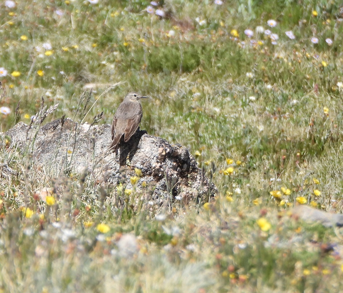 American Pipit - ML639517938