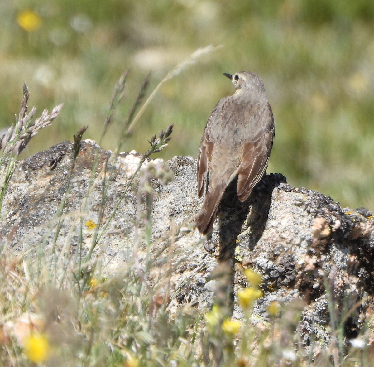 American Pipit - ML639517939