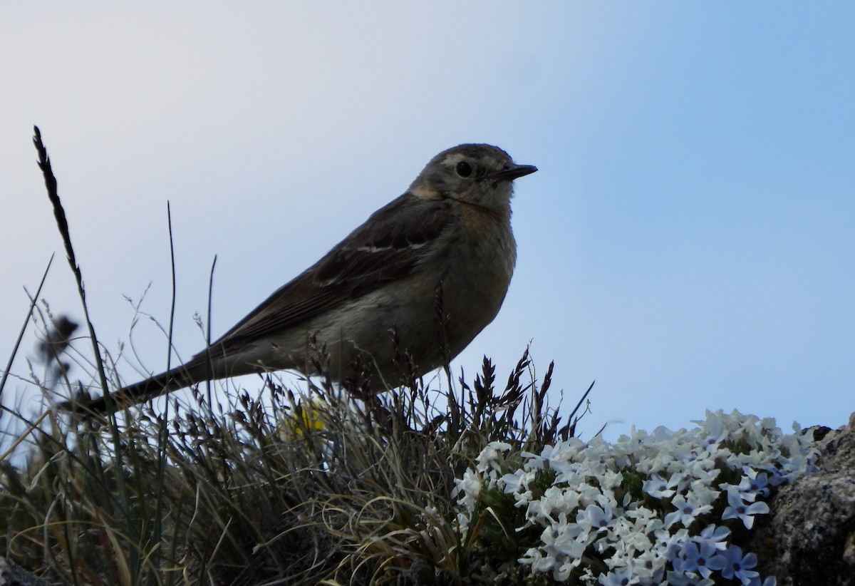 American Pipit - ML639517940