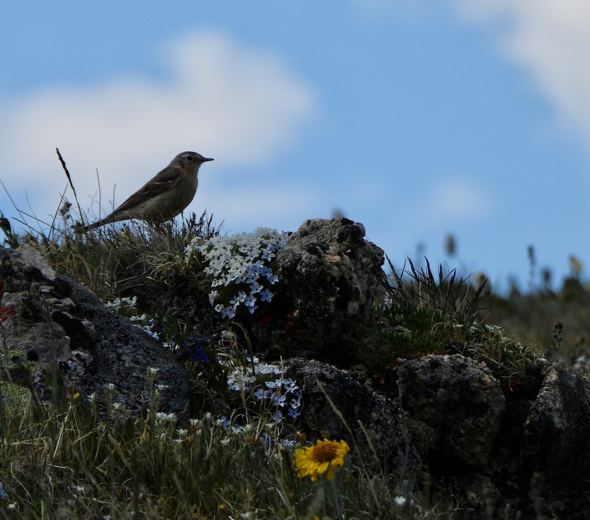 American Pipit - ML639517942