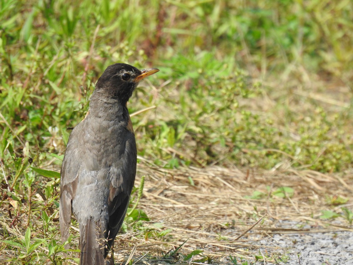 American Robin - ML639517953