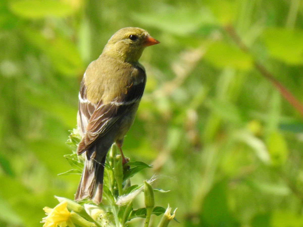 American Goldfinch - ML639517961