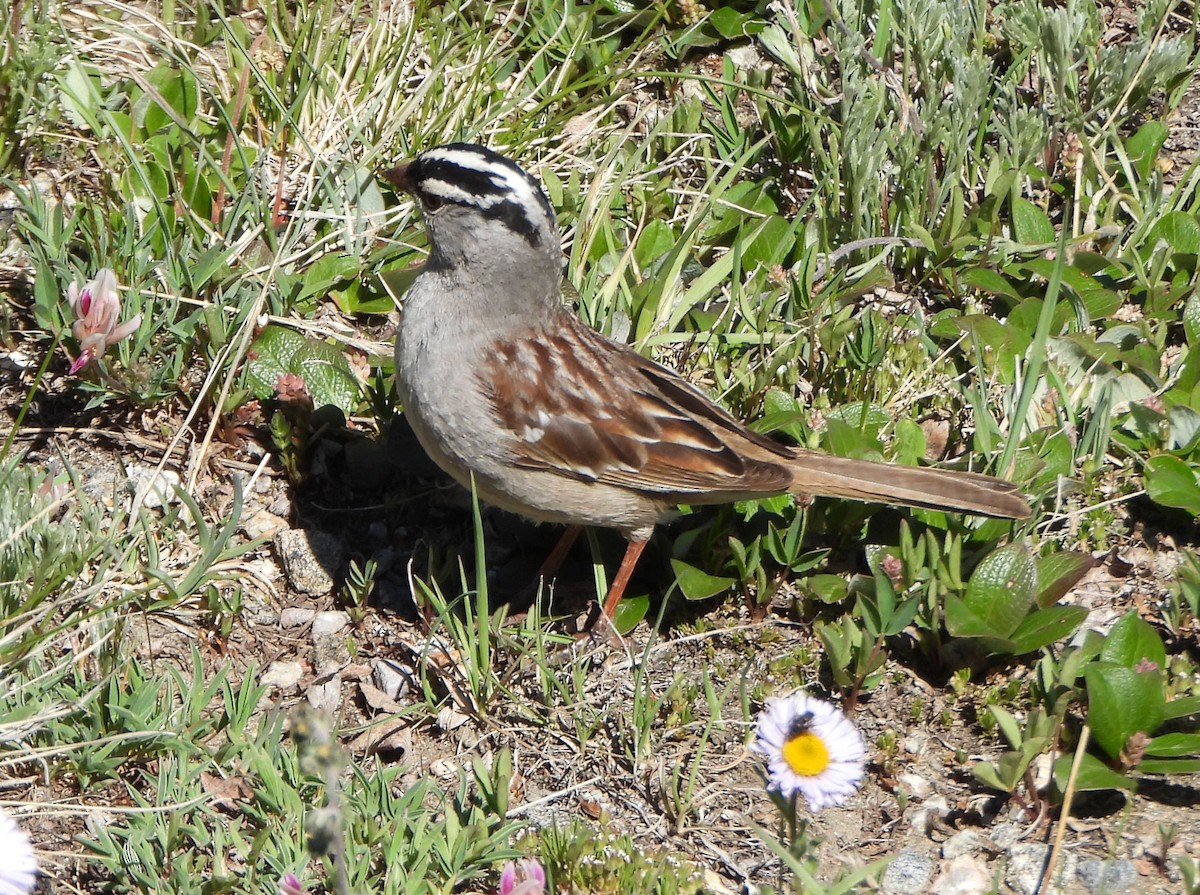 White-crowned Sparrow - ML639517964