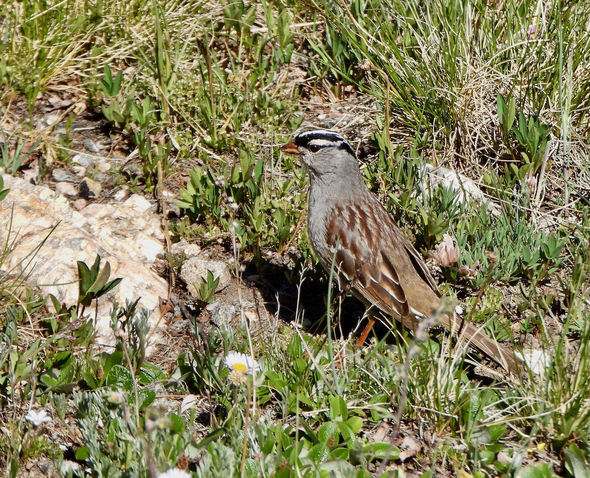 White-crowned Sparrow - ML639517965