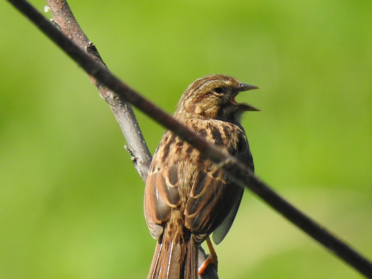 Song Sparrow - ML639517973