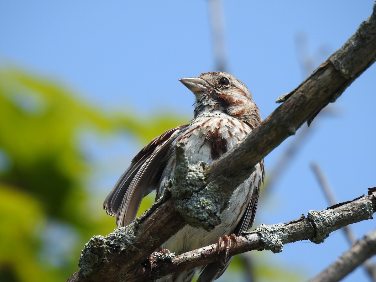 Song Sparrow - ML639517974