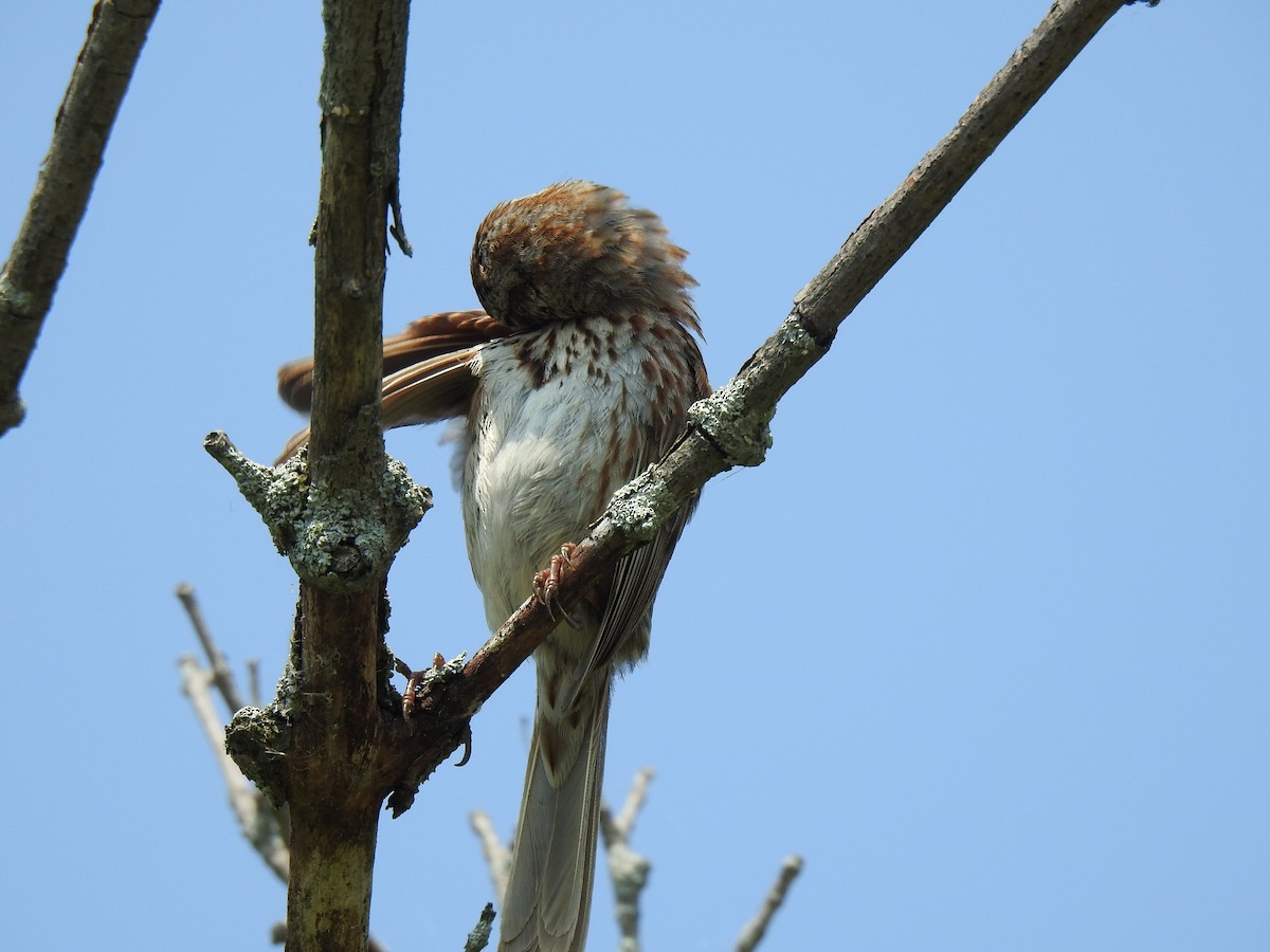 Song Sparrow - ML639517975