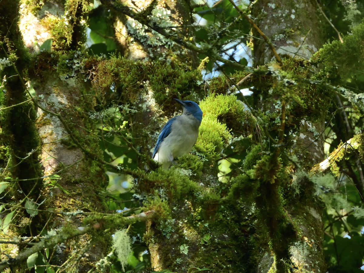 Mexican Jay - ML639518019