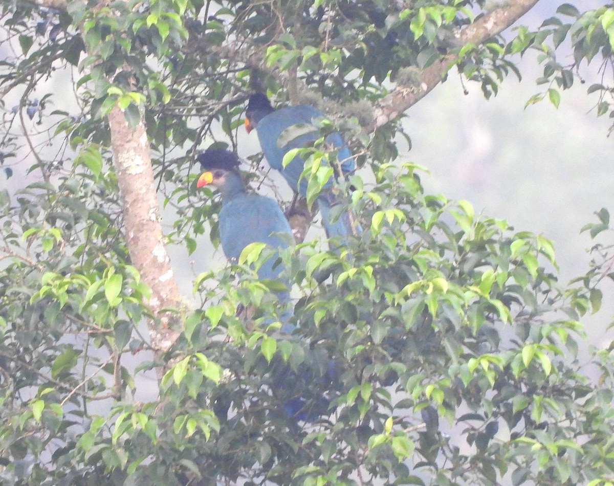 Great Blue Turaco - ML639518033