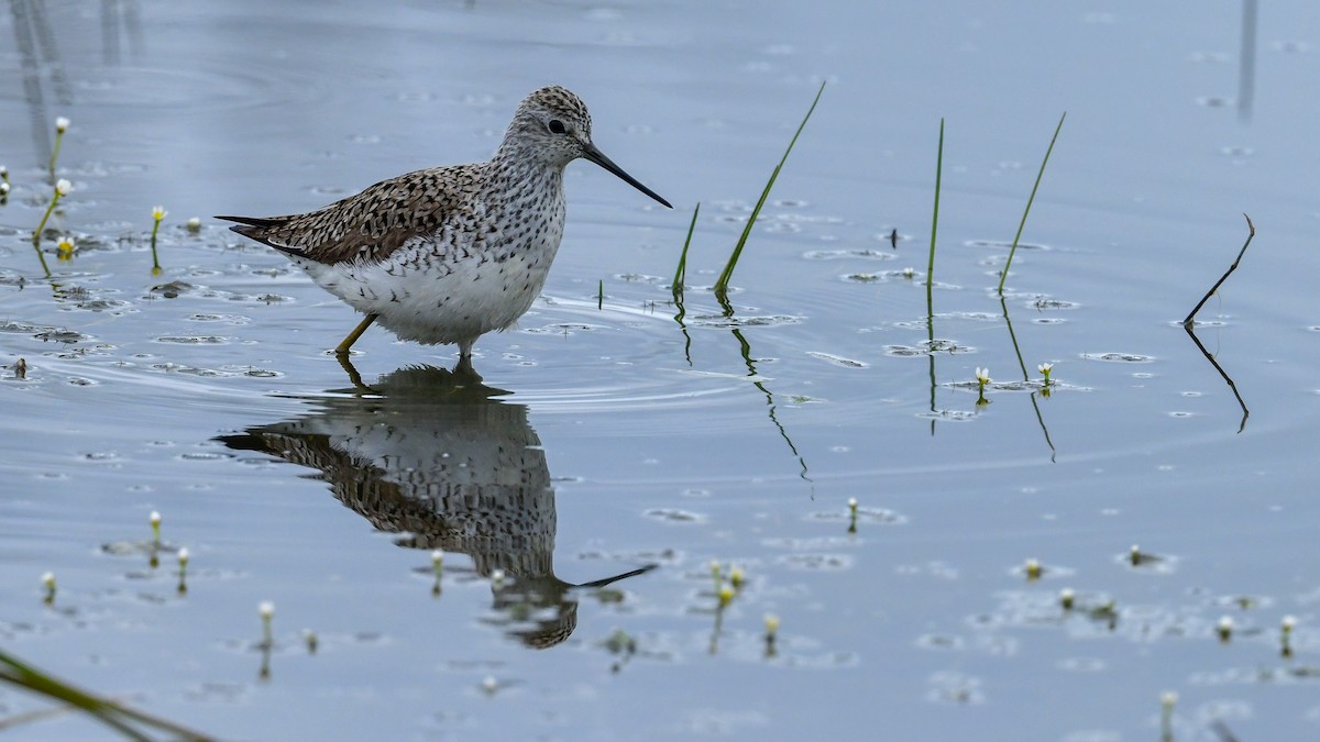 damsnipe - ML639518062