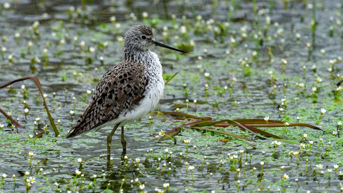 damsnipe - ML639518063