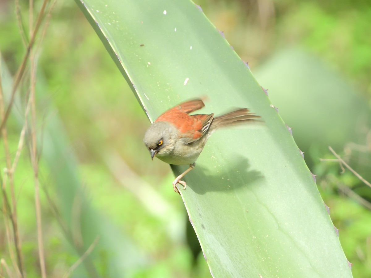Yellow-eyed Junco - ML639518069