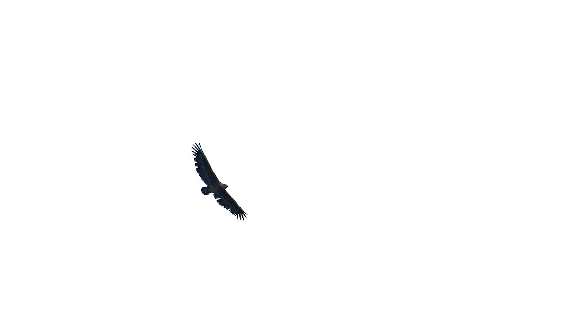 gjøglerørn - ML639518146