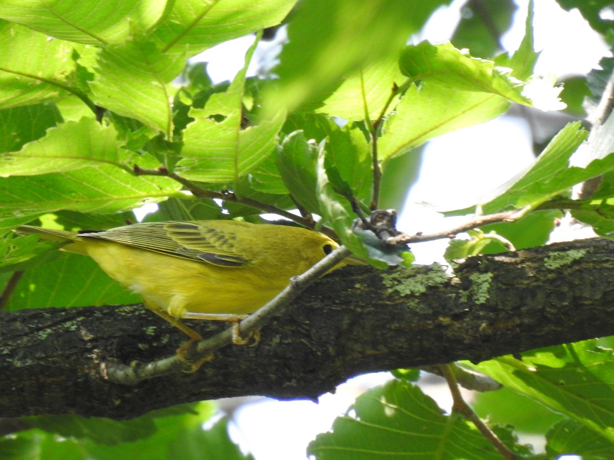 Northern Yellow Warbler - ML639518157