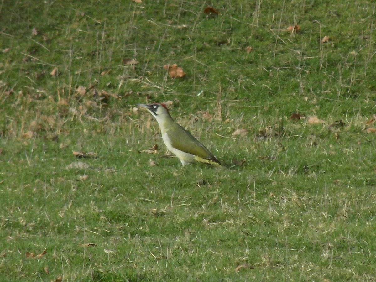 Eurasian Green Woodpecker - ML639518167