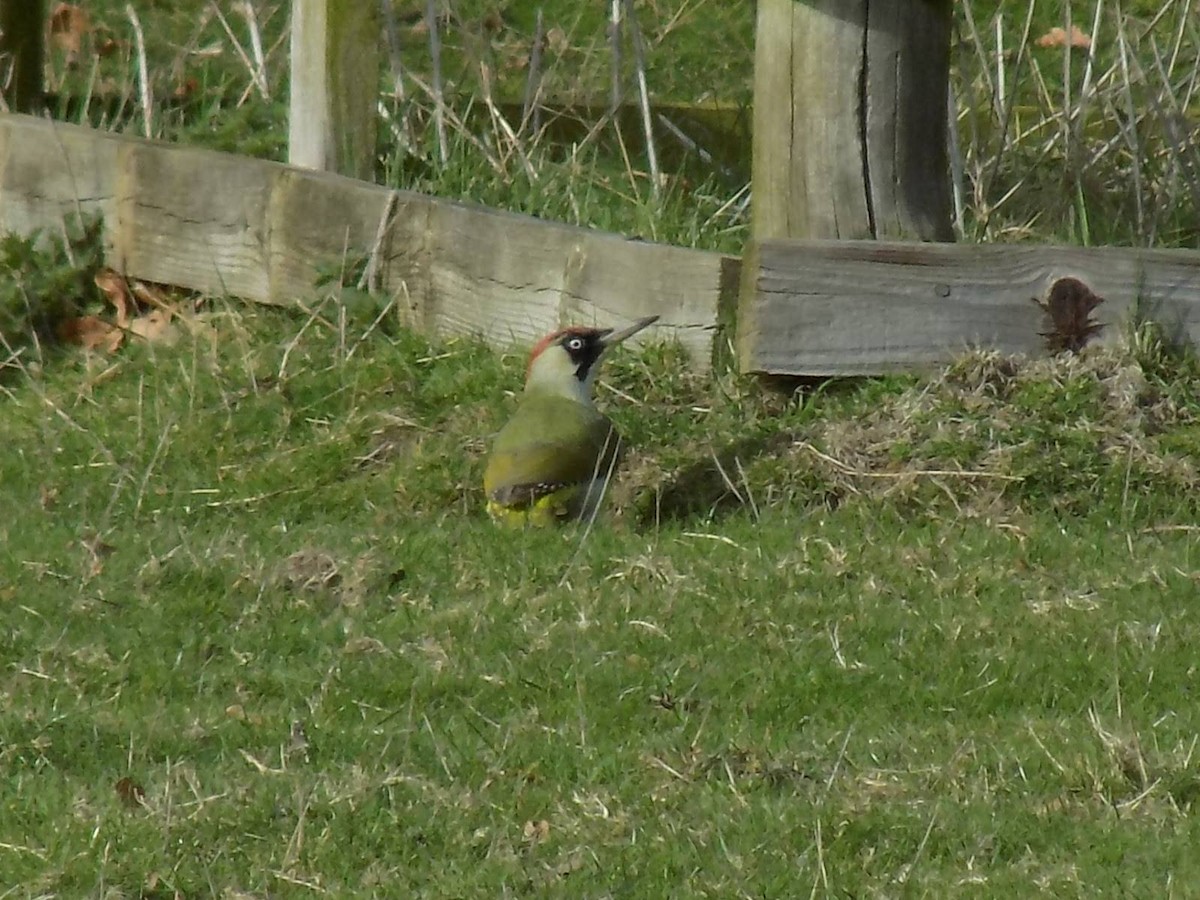Eurasian Green Woodpecker - ML639518168