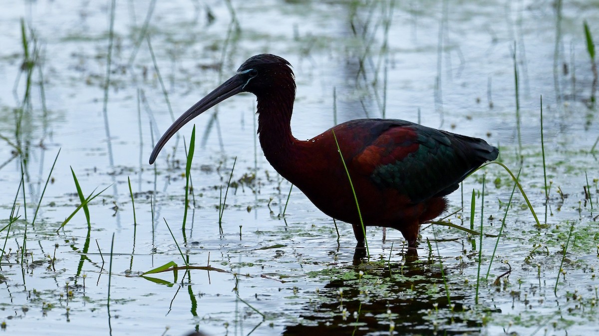 bronseibis - ML639518177