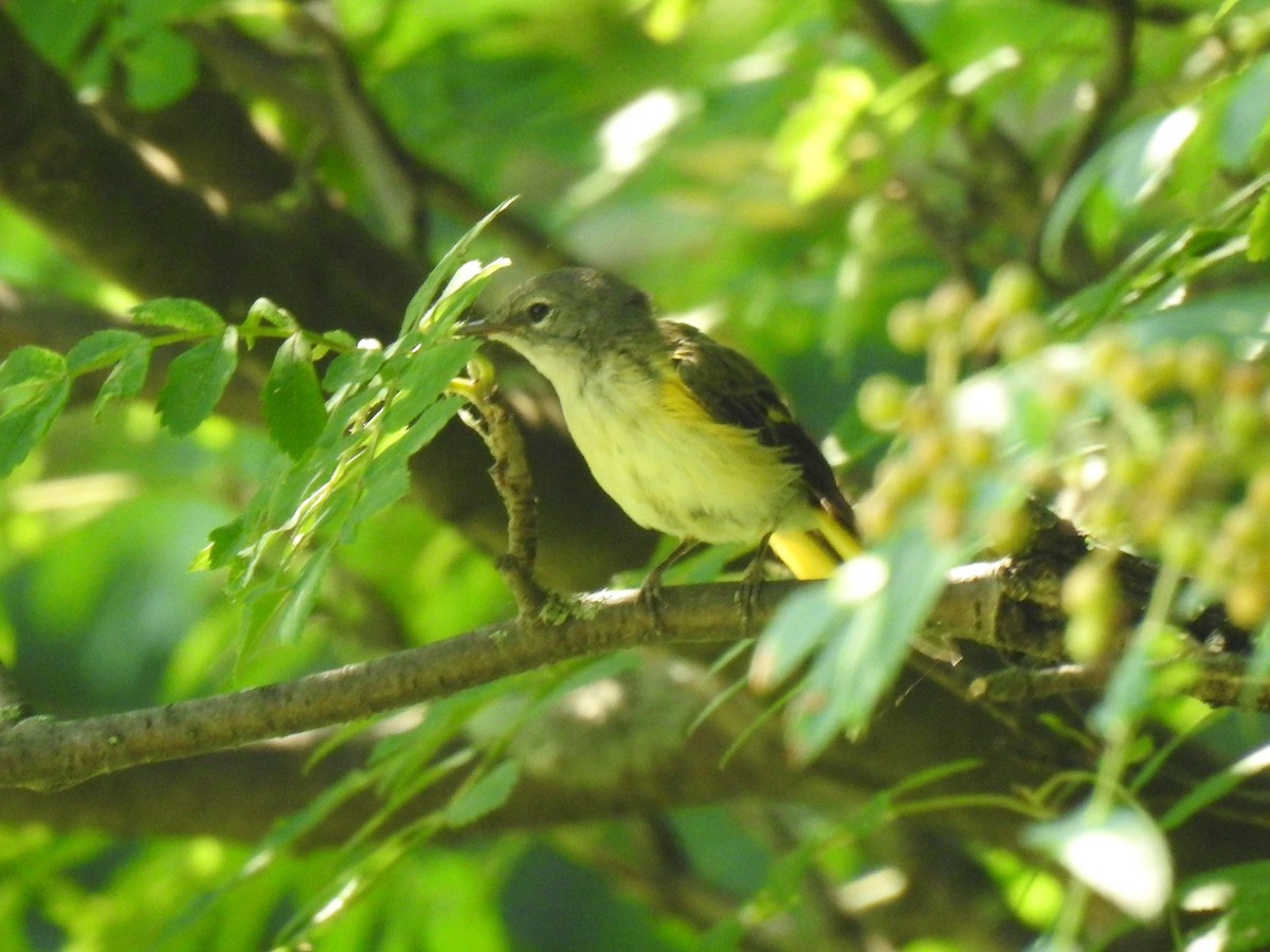 American Redstart - ML639518235