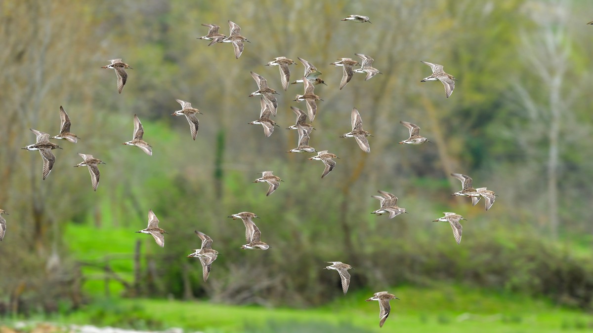 dvergsnipe - ML639518248