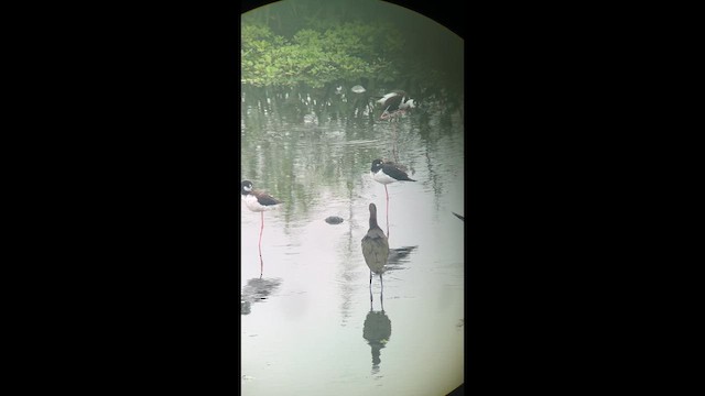 カオジロブロンズトキ - ML639518250