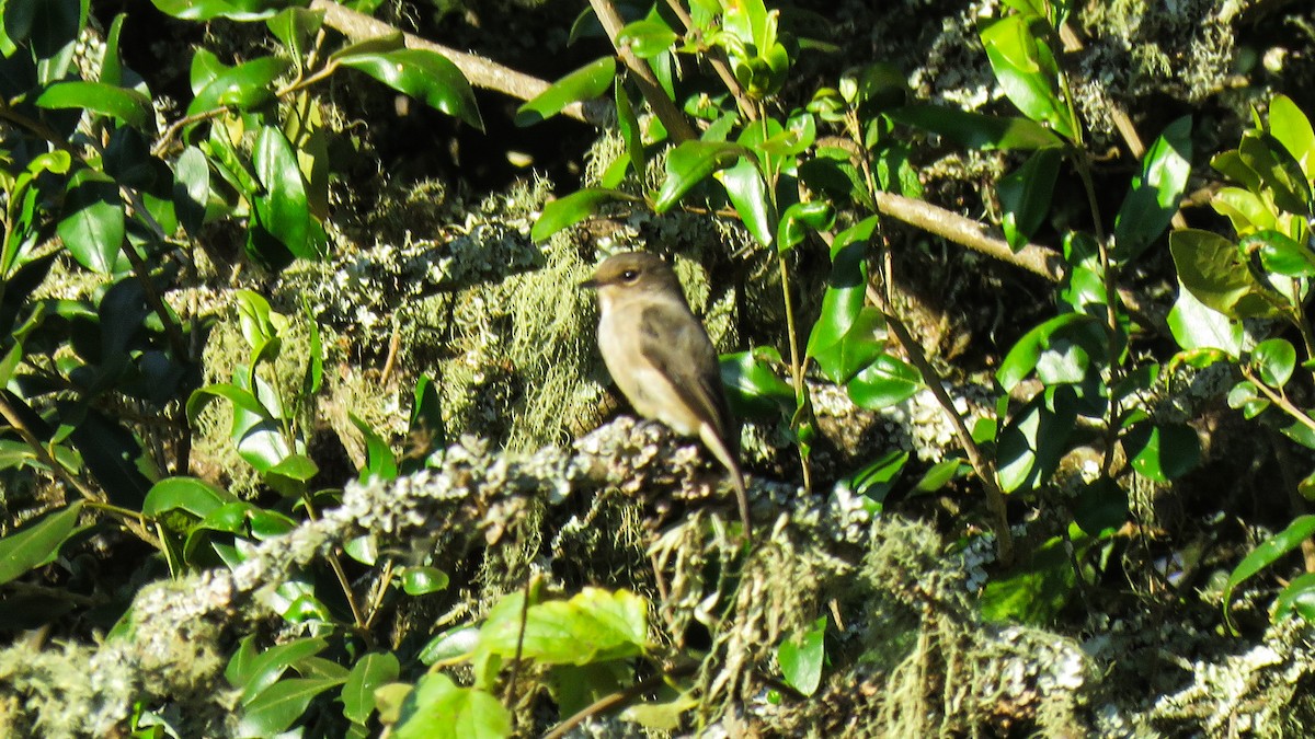 African Dusky Flycatcher - ML639518276